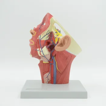 Анатомическая модель вен головы человека, учебные материалы по медицинской науке, Прямая поставка