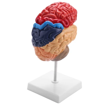 Анатомическая модель головного мозга, анатомия 1: 1, учебные лабораторные принадлежности для половины ствола головного мозга