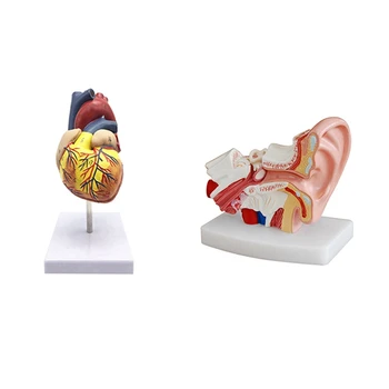 Модель человеческого сердца 1: 1, анатомически точная модель сердца и 1,5-кратная анатомическая модель человеческого уха, показывающая органы